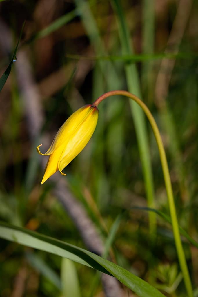 Tulipa sylvestris subsp. sylvestris