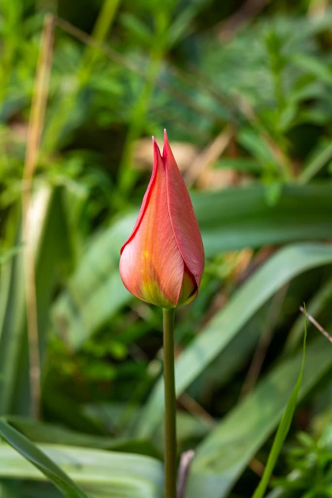 Tulipa agenensis DC