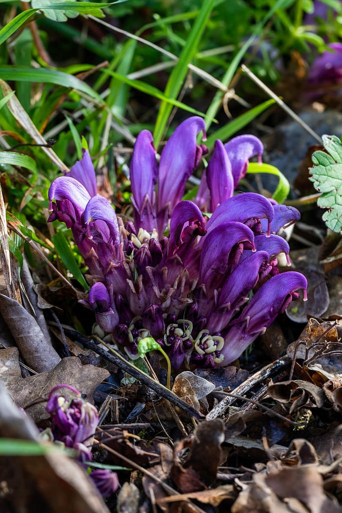 Lathraea clandestina -Paarse schubwortel