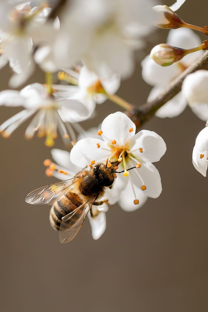 Apis mellifera - Honingbij