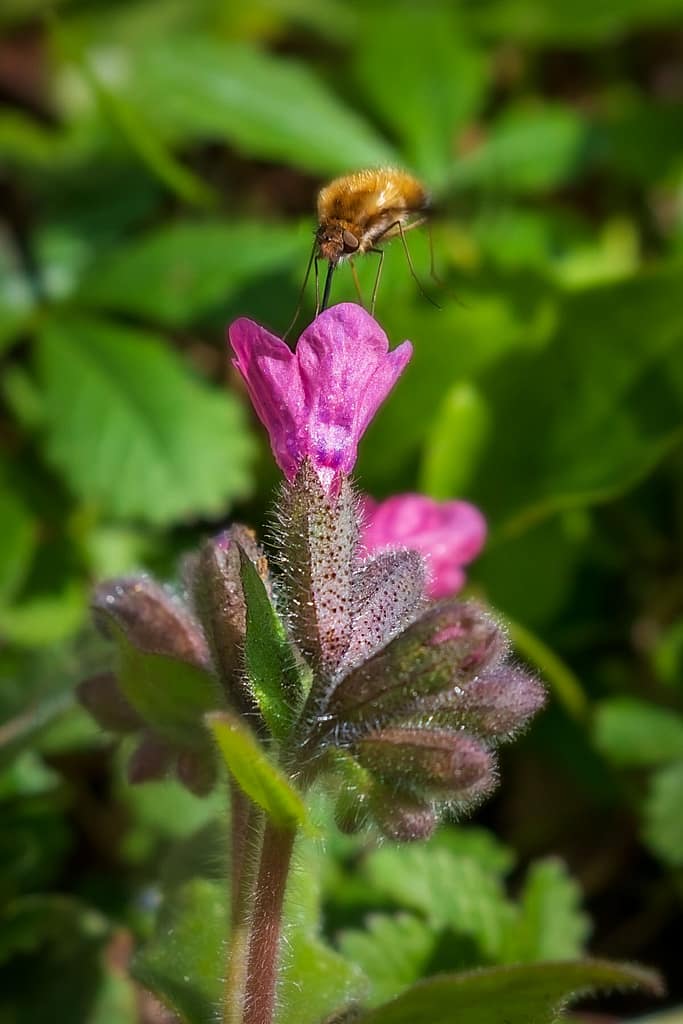 Bombylius major - Gewone wolzwever