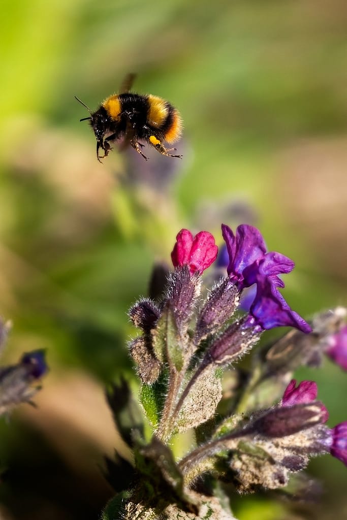 Bombus pratorum - Weidehommel