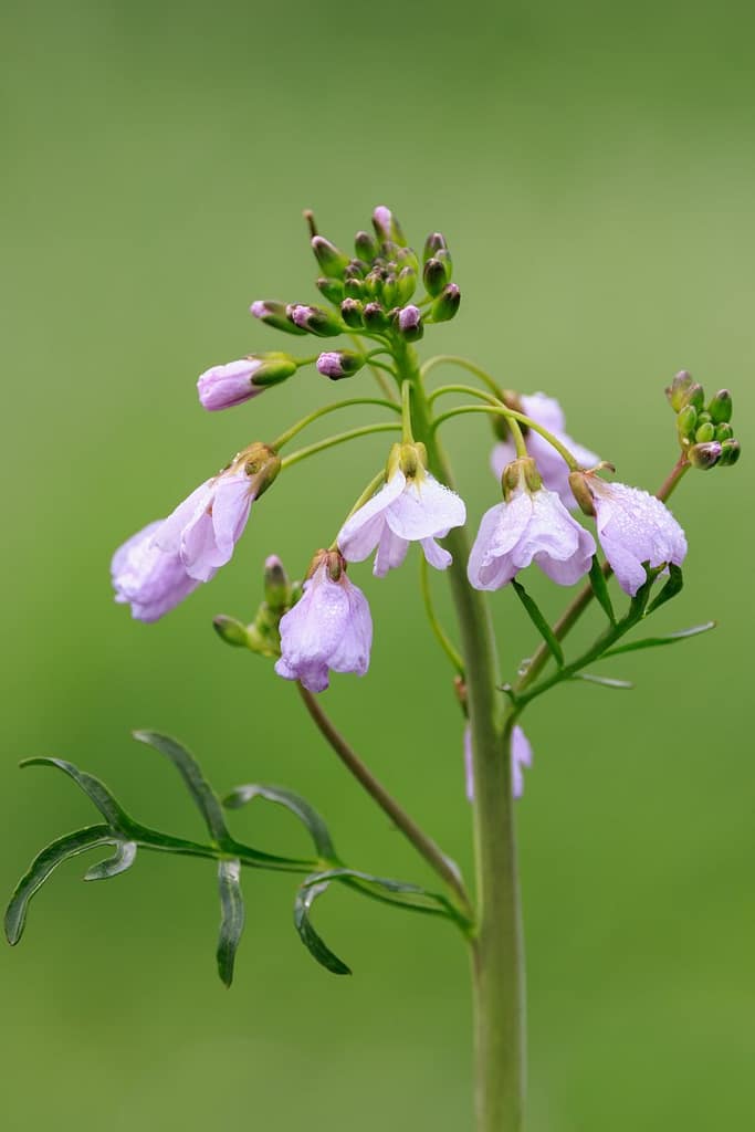 Cardamine pratensis - Pinksterbloem