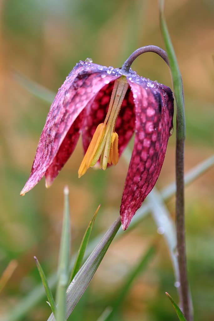 Wilde kievitsbloem - Fritillaria meleagris