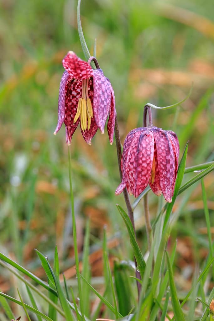Wilde kievitsbloem - Fritillaria meleagris