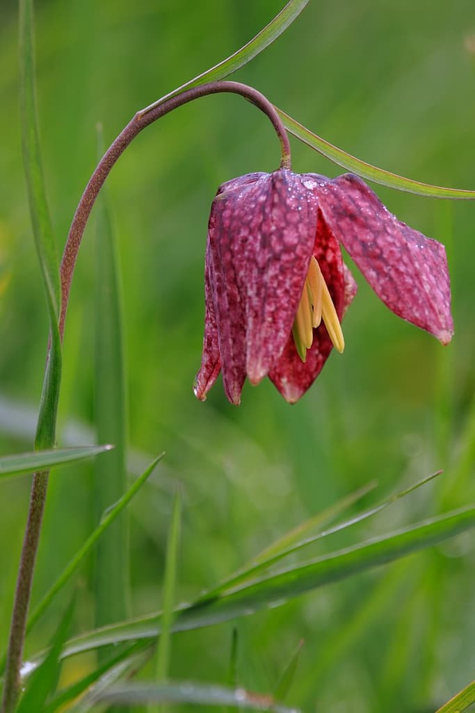 Wilde kievitsbloem - Fritillaria meleagris
