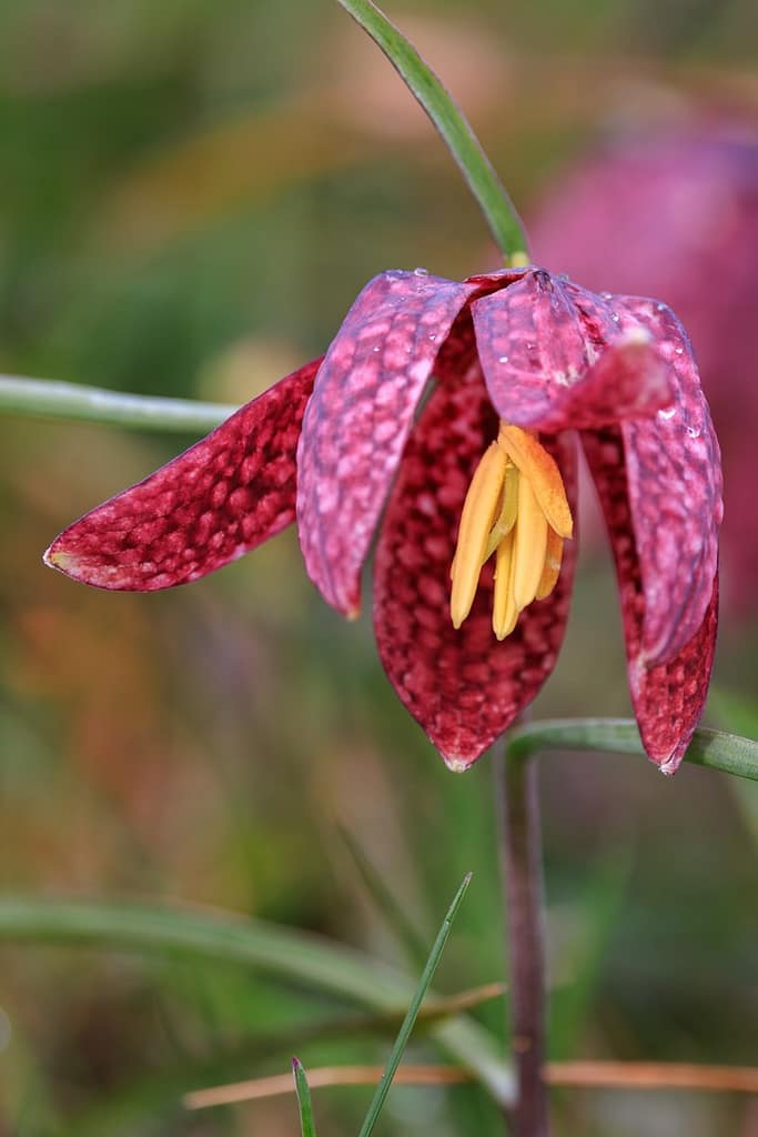 Wilde kievitsbloem - Fritillaria meleagris