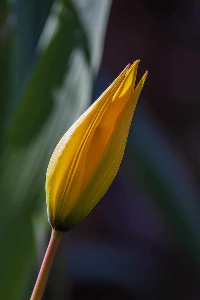 Tulipa sylvestris subsp. sylvestris