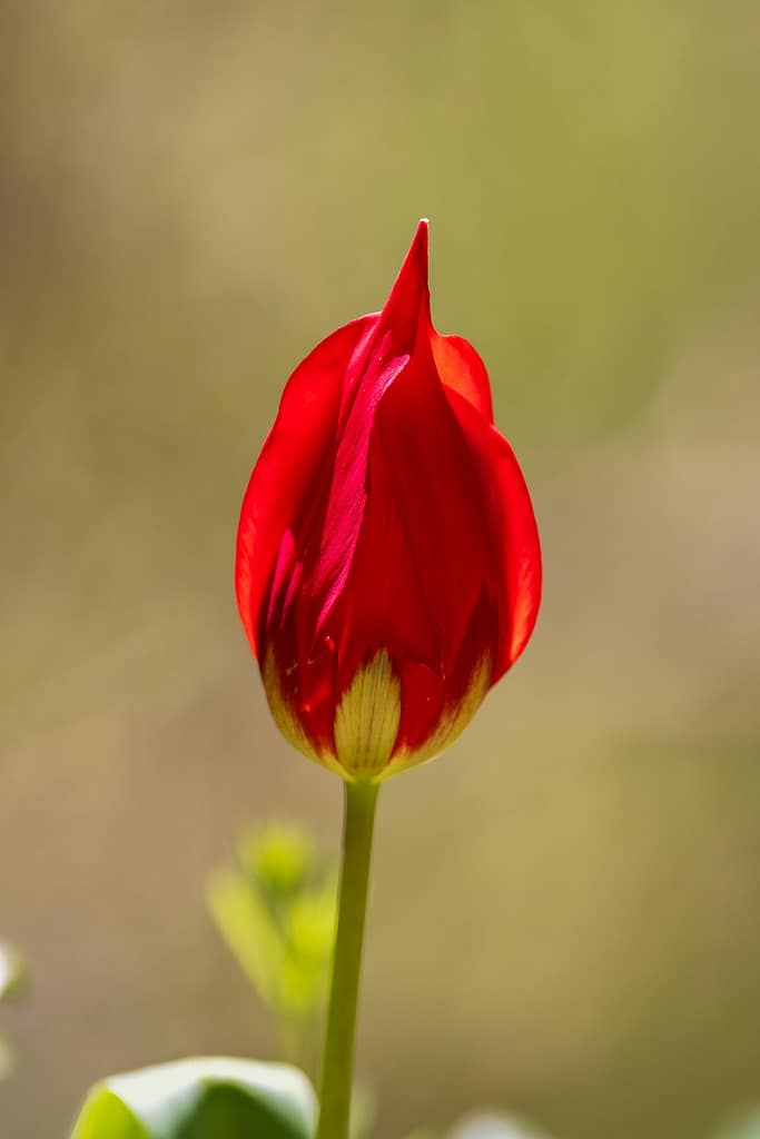 Tulipa agenensis DC
