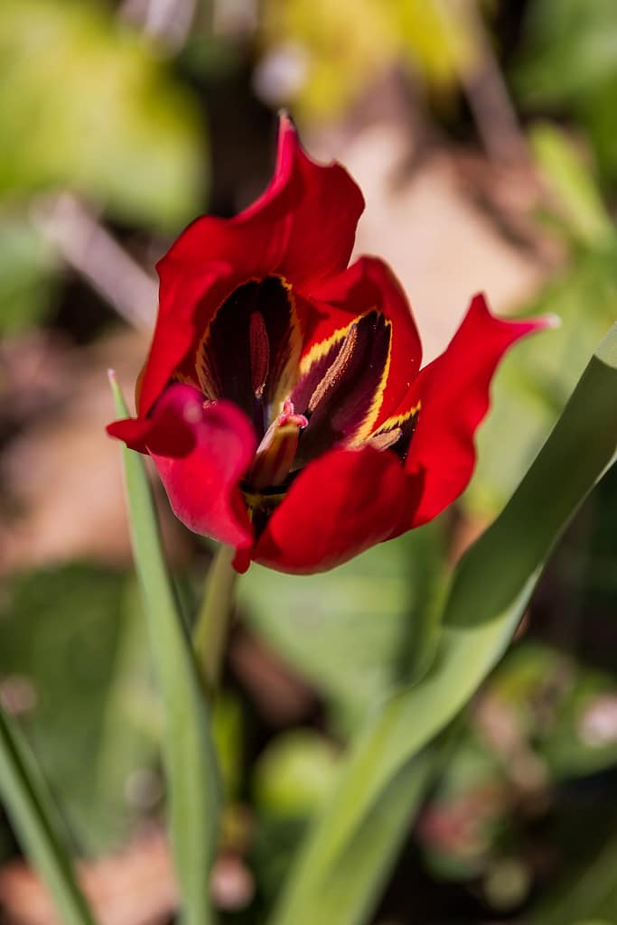 Tulipa agenensis DC