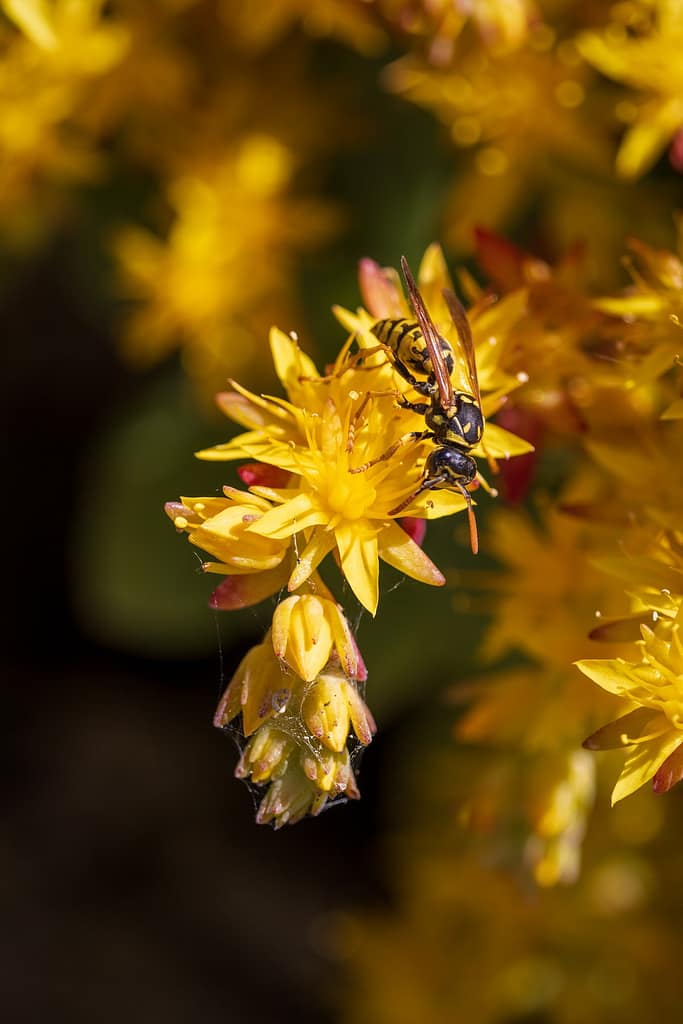Polistes dominula - Franse veldwesp