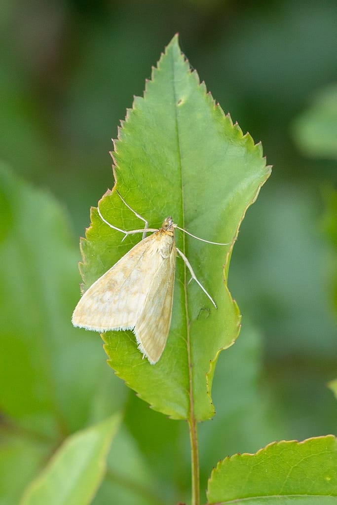 Sitochroa verticalis, Fijne golfbandmot