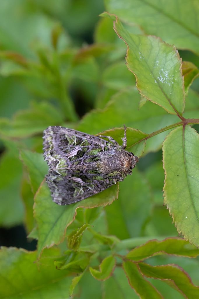 Trachea atriplicis , meldevlinder
