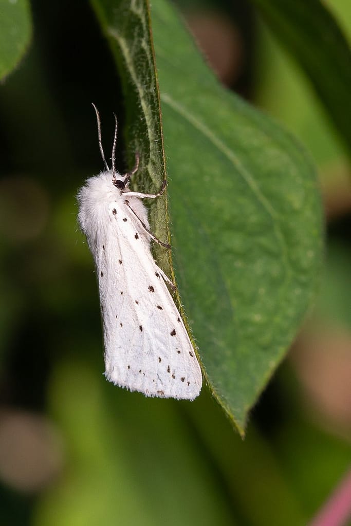 Spilosoma lubricipeda, Witte tijger vlinder