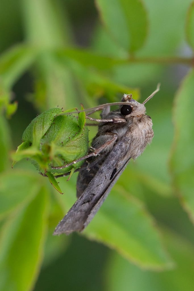 Argotisme exclamationis, Gewone worteluil