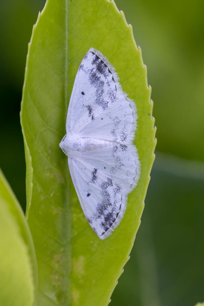 Lomographa temerata, Witte schaduwspanner