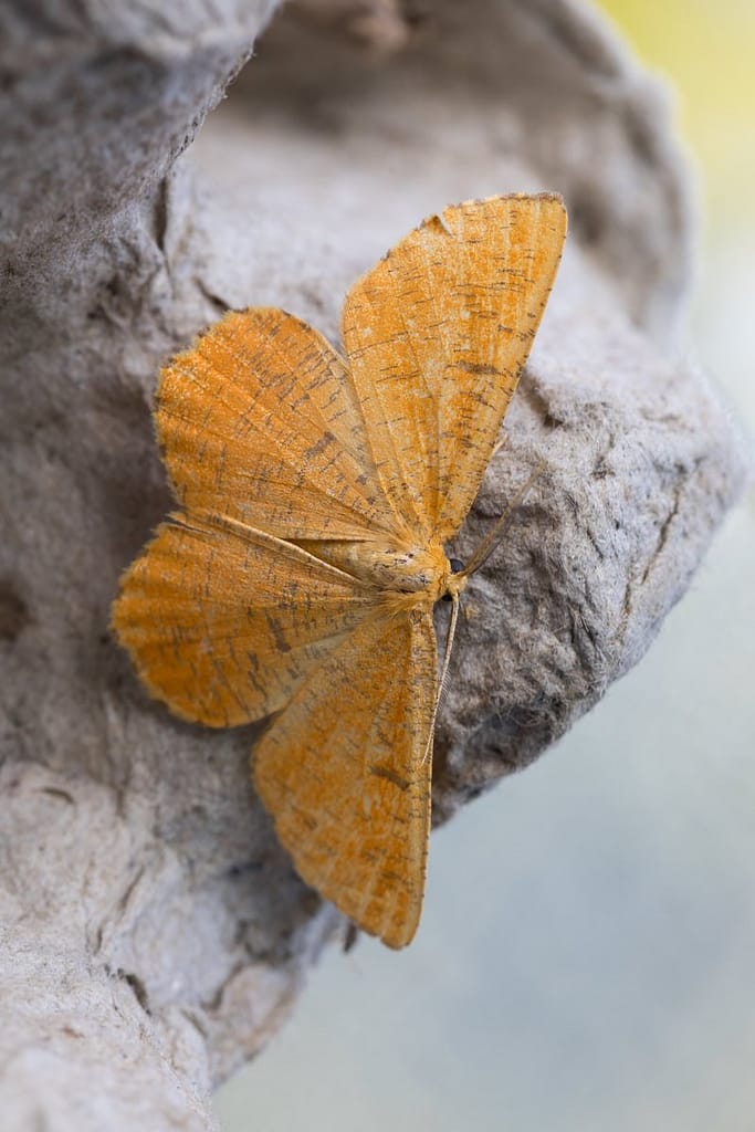 Angerona prunaria, Oranje iepentakvlinder