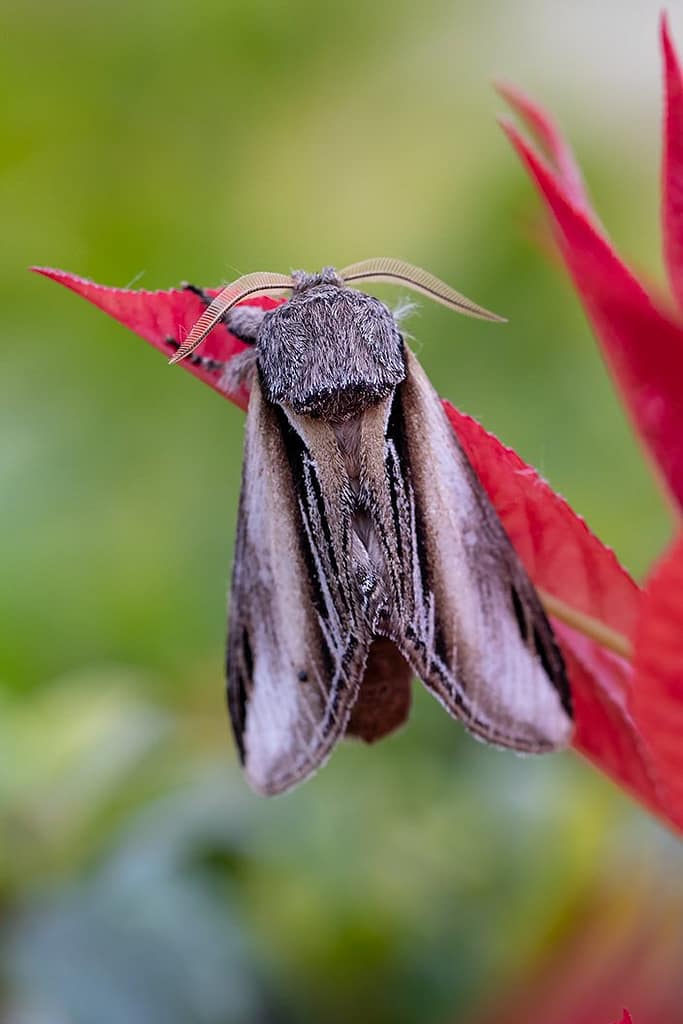 Pheosia tremula, Brandvlekvlinder