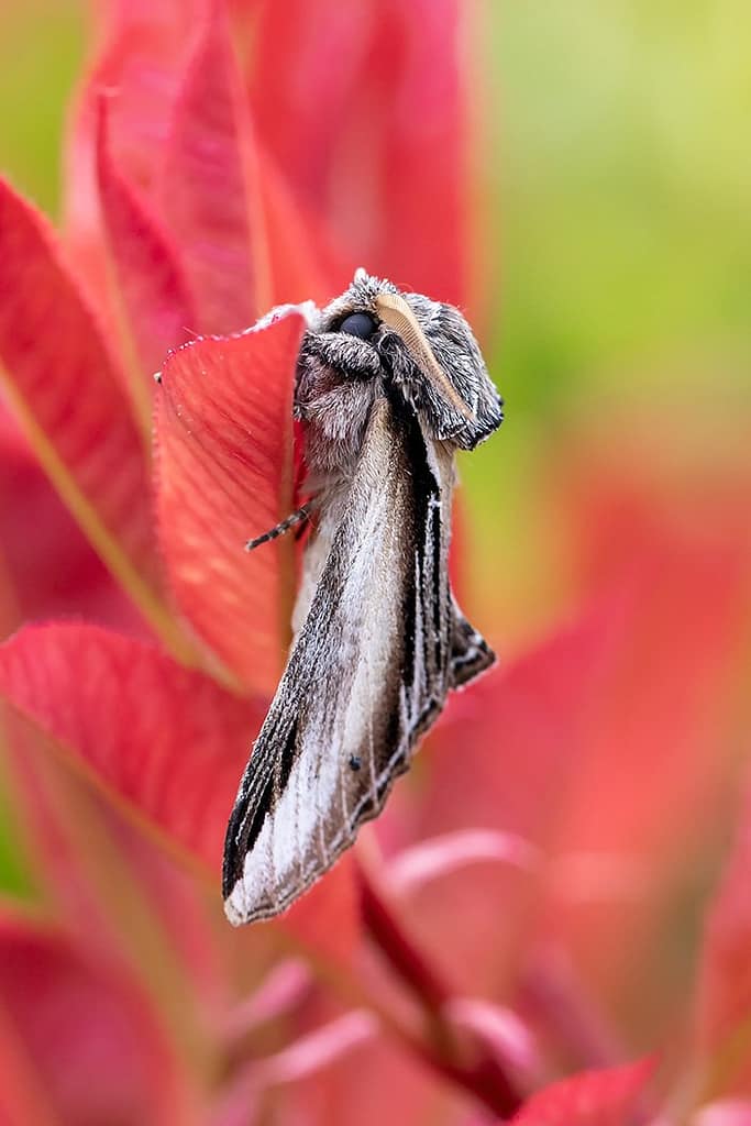 Pheosia tremula, Brandvlekvlinder