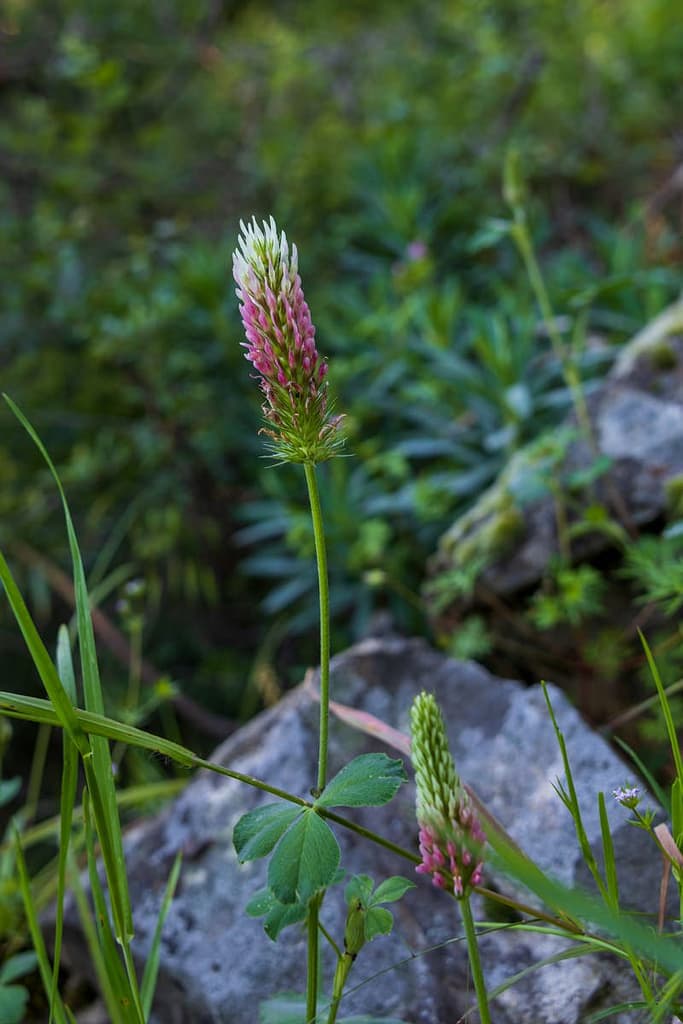 Trifolium incarnatum, Inkarnaatklaver