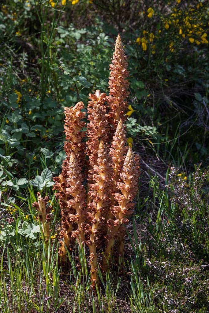 Orobanche rapum-genistae, Grote bremraap