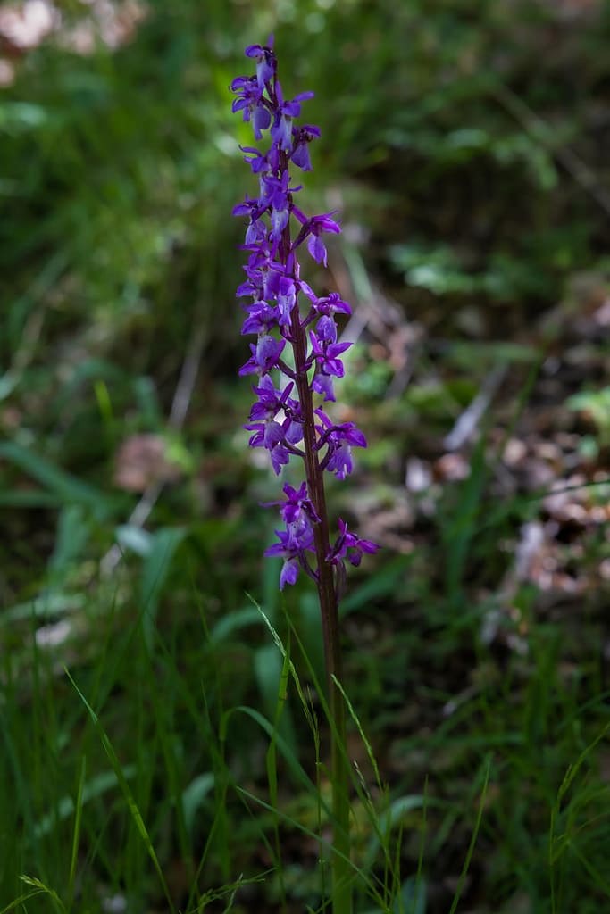 Orchis mascula, Mannetjesorchis.
