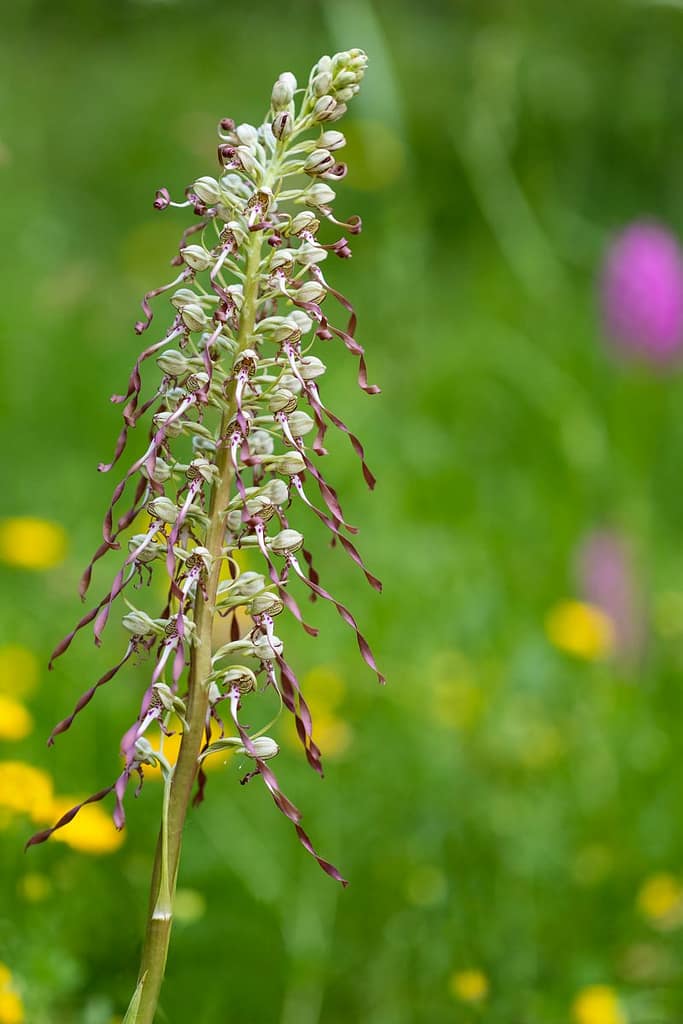 Himantoglossum hircinum, Bokkenorchis