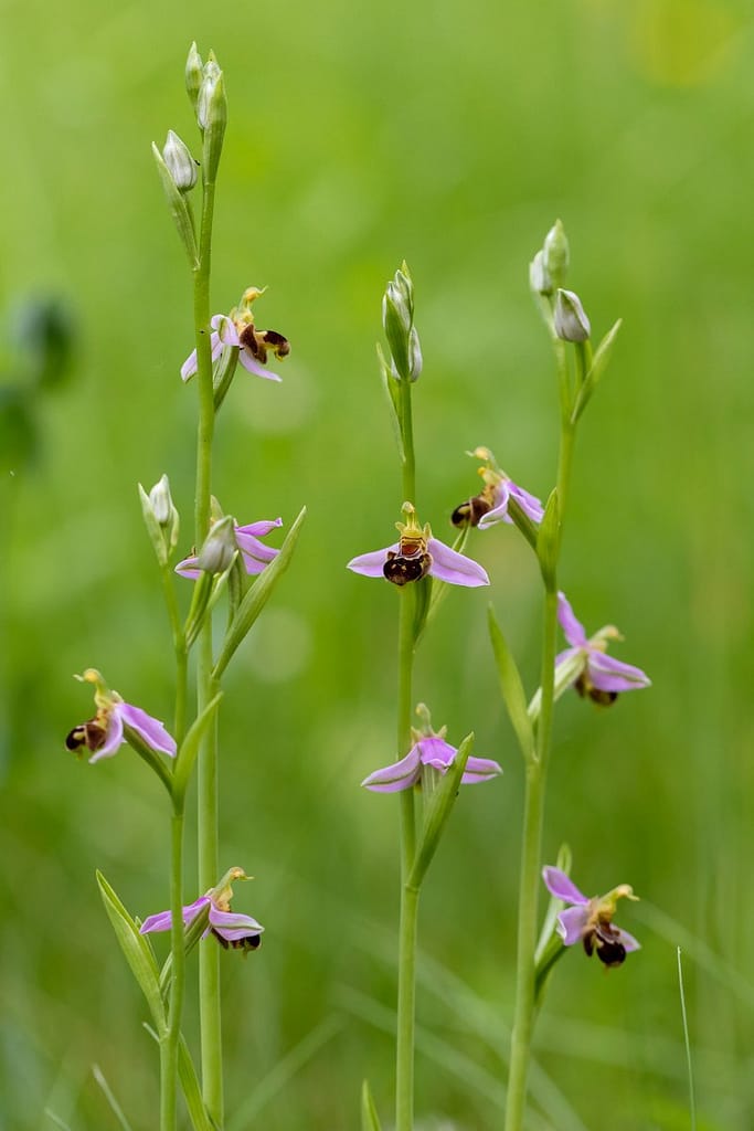 Ophrys apifera, Bijenorchis