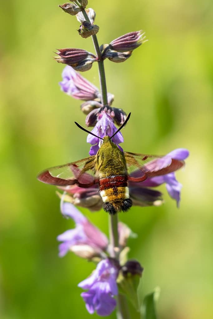 Hemaris fuciformis, Glasvleugelpijlstaart