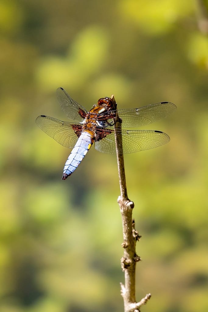 Libellula depressa, Platbuik, man