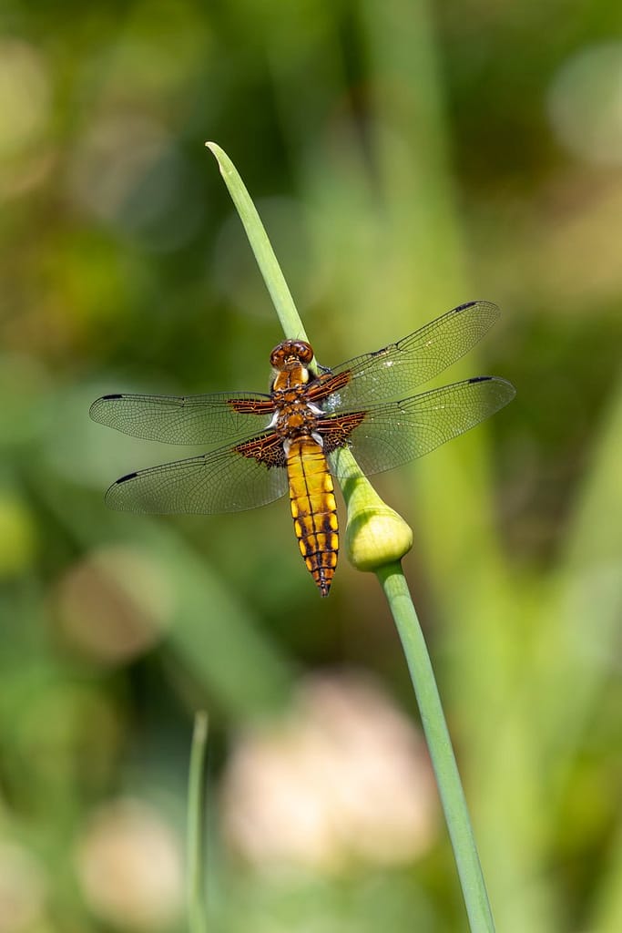 Libellula depressa, Platbuik vrouw