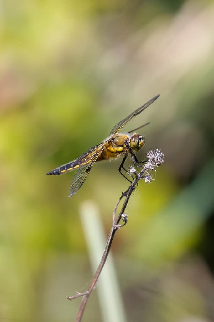 Libellula quadrimaculata, Viervlek