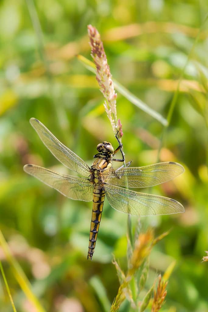 Orthetrum cancellatum, Gewone oeverlibel