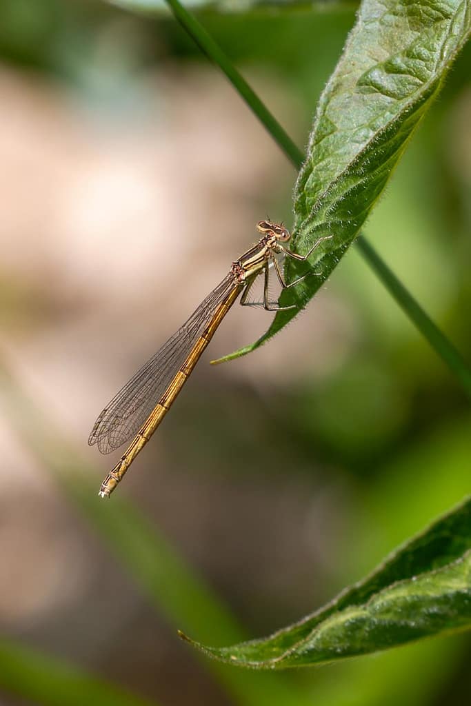 Platycnemis pennipes, Blauwe breedscheenjuffer