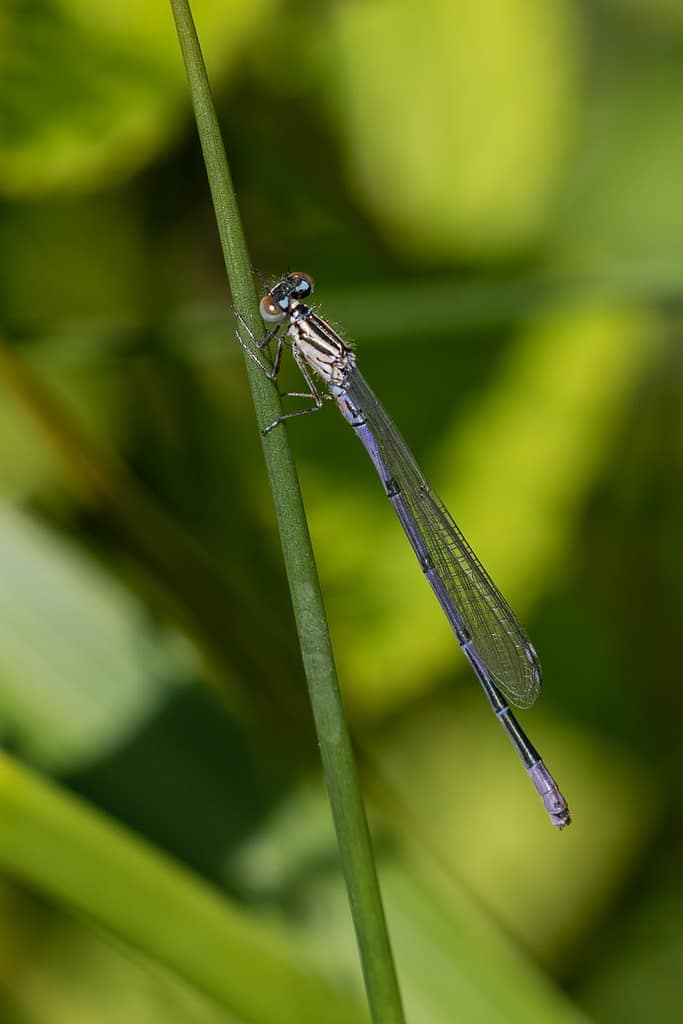 Coenagrion puella, Azuurwaterjuffer