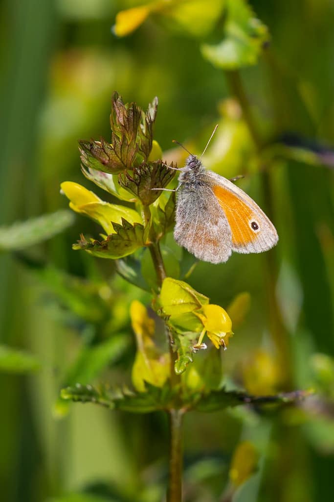 Coenonympha pamphilus, Hooibeestje