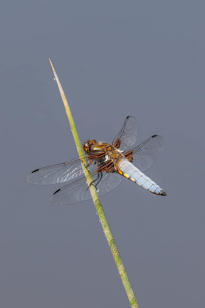 Libellula depressa, Platbuik