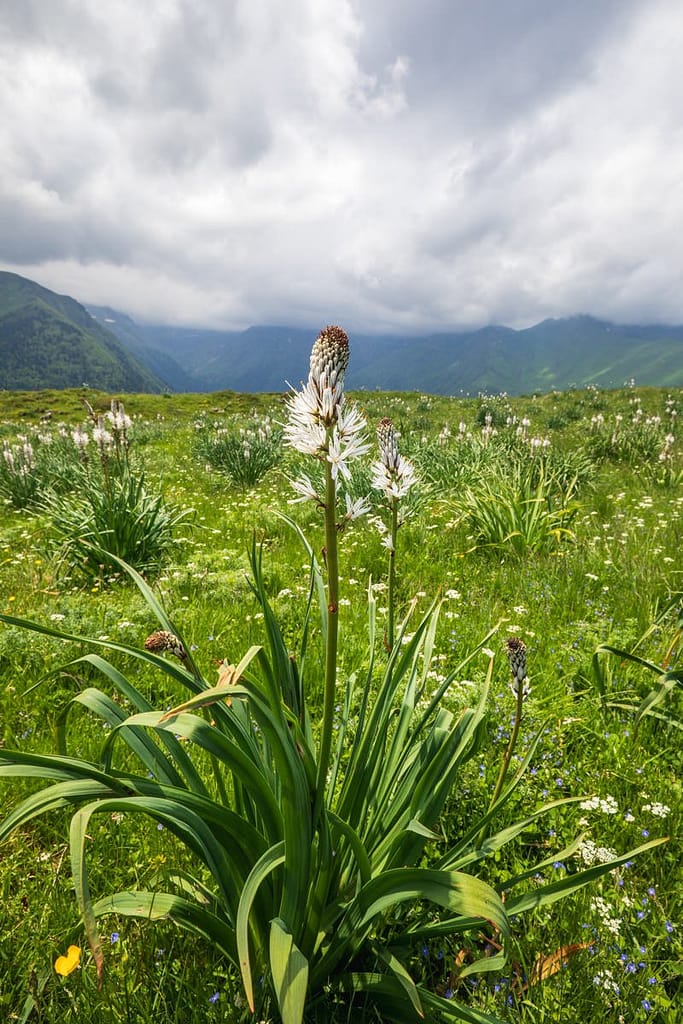 Asphodelus albus, Witte affodil Langs D46 route Superbagneres