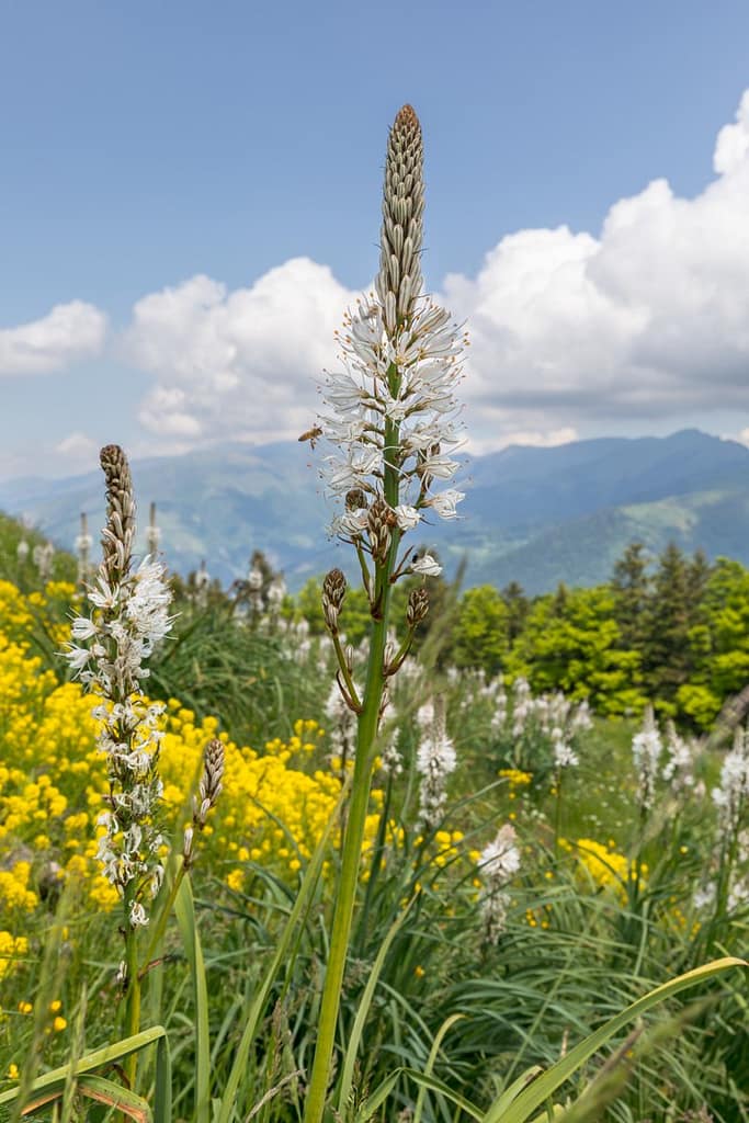 Asphodelus albus, Wtte affodil bij Superbagneres