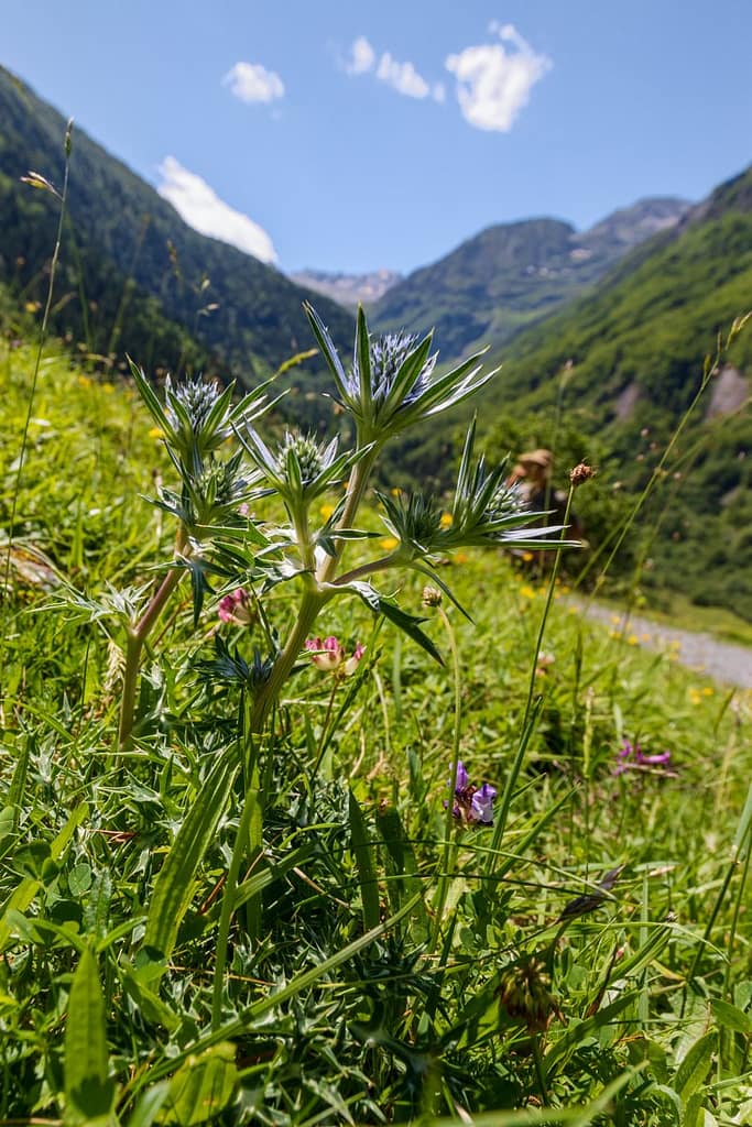 Eryngium bourgatii, Blauwe distel
