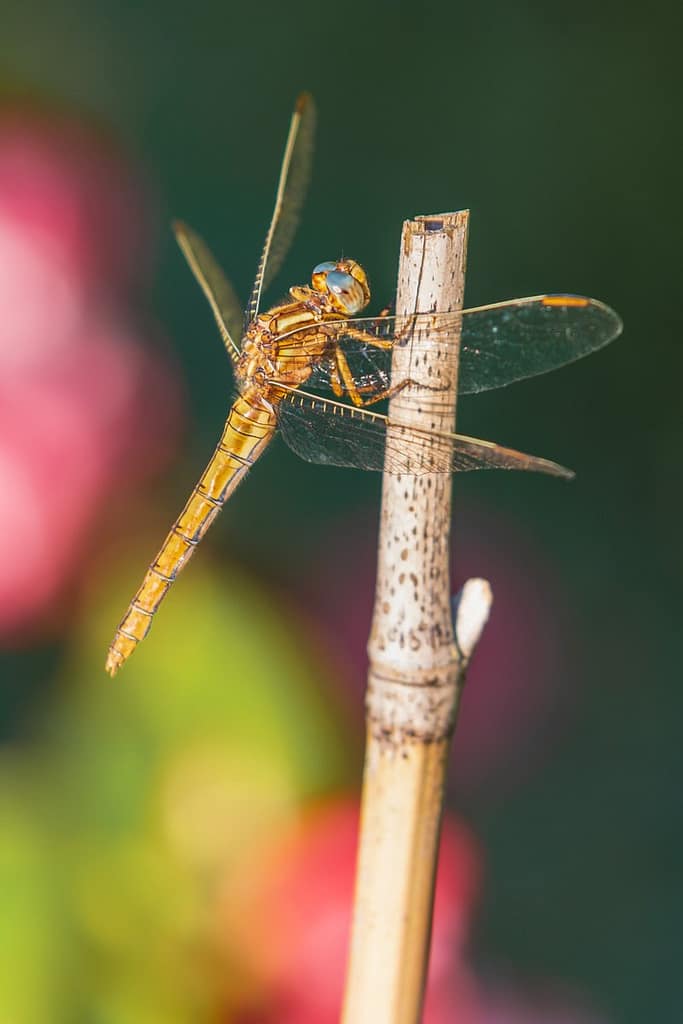 Orthetrum coerulescens, Beekoeverlibel