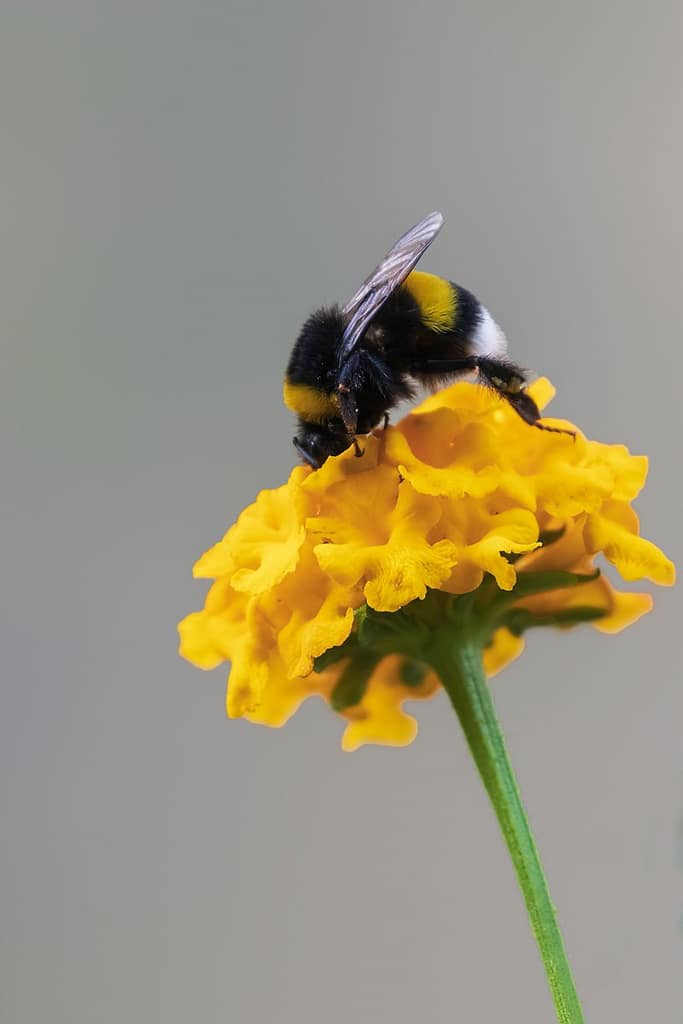 Bombus terrestris, Aardhommel