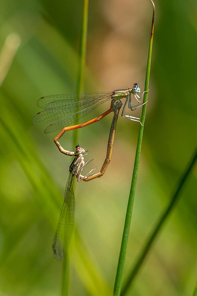 Platycnemis acutipennis, Oranje breedscheenjuffer