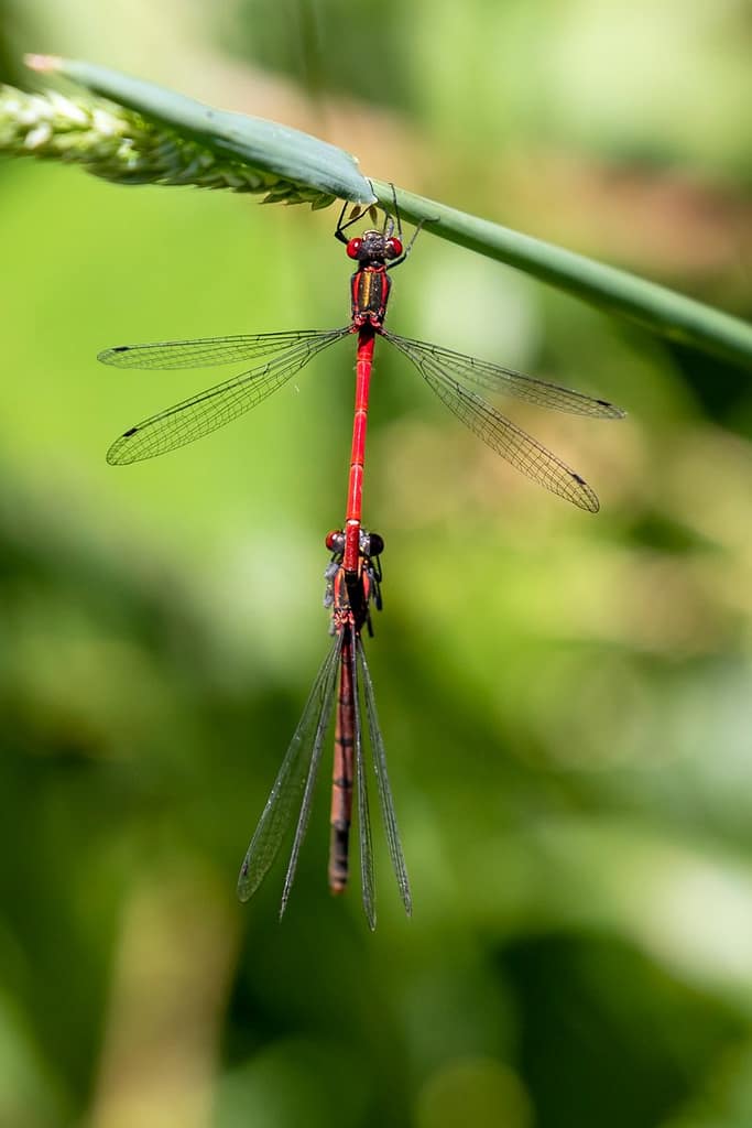 Pyrrhosoma nymphula, Vuurjuffer