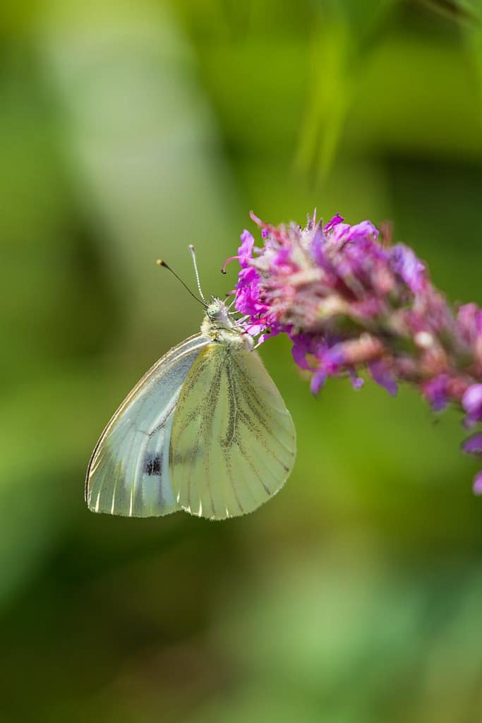 Pieris Napie, Klein geaderd witje