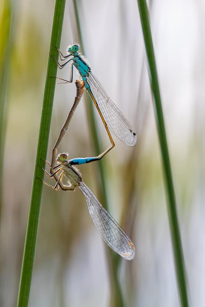 Ischnura elegans, lantaarntje
