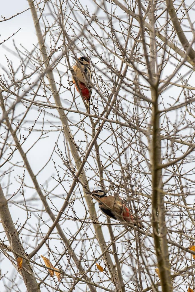 Dendrocopos Major, Grote Bonte spechten
