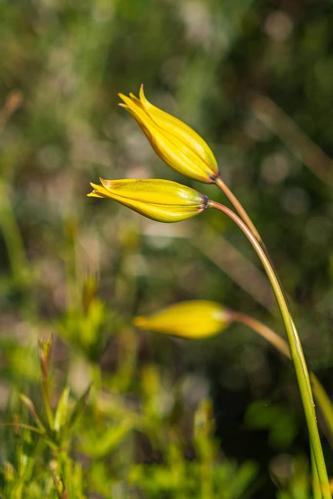 Tulipa sylvestris