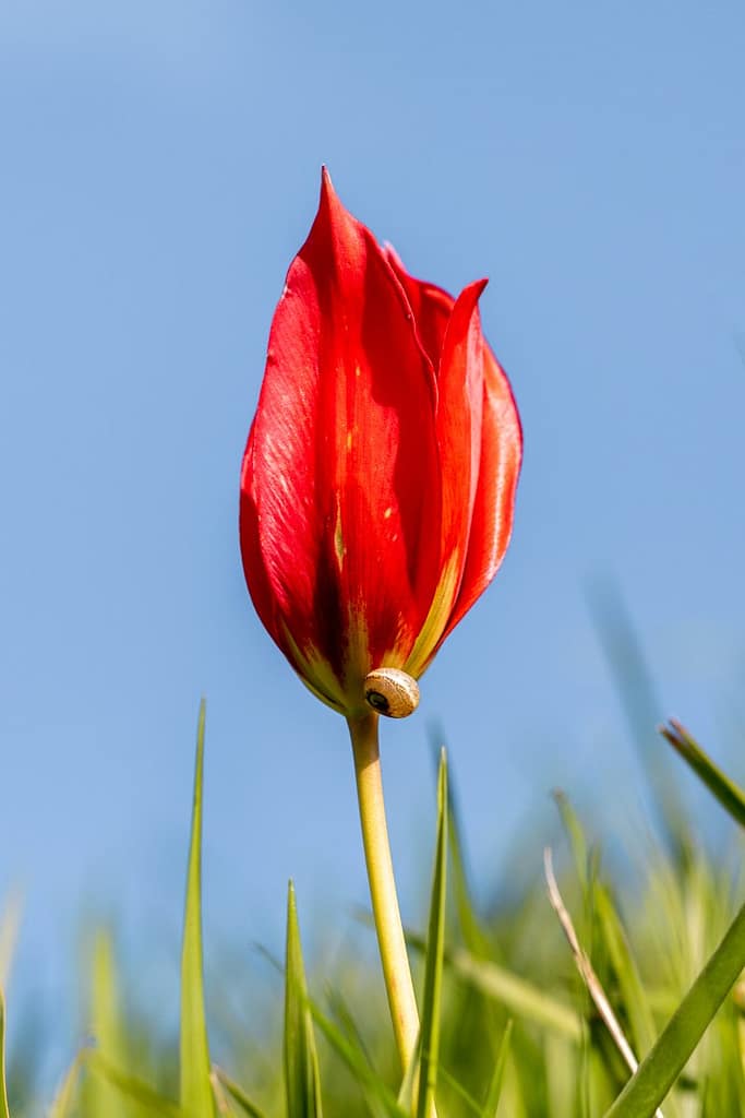 Tulipa agenensis DC