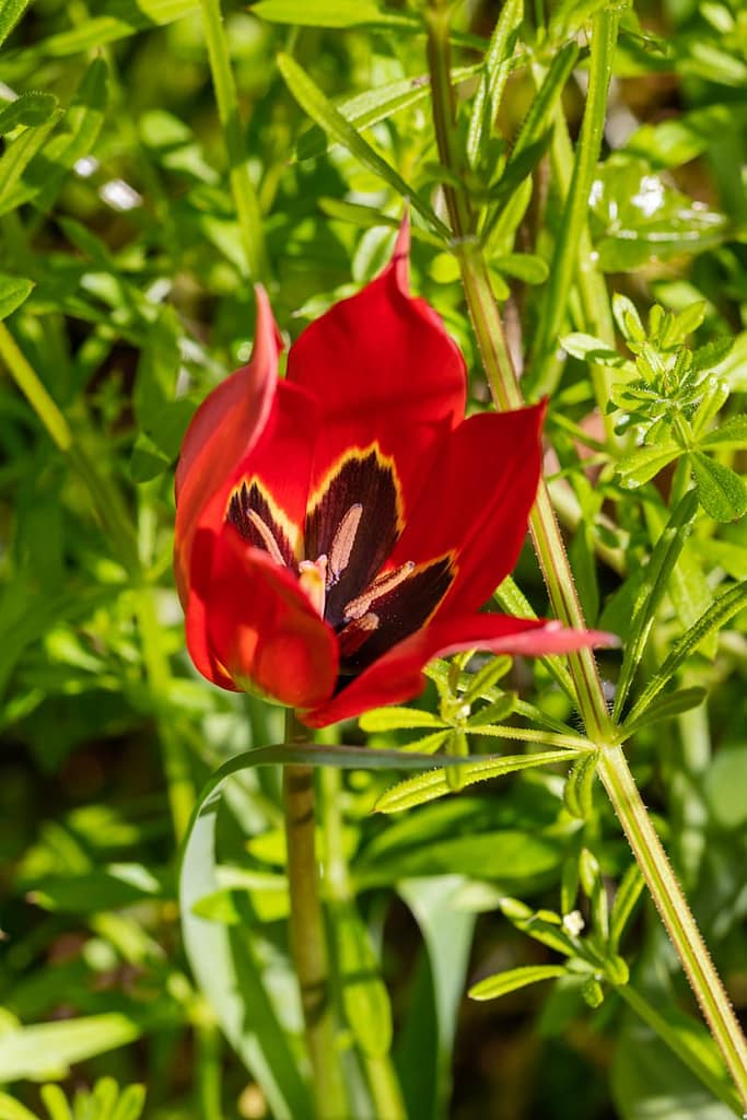 Tulipa agenensis DC